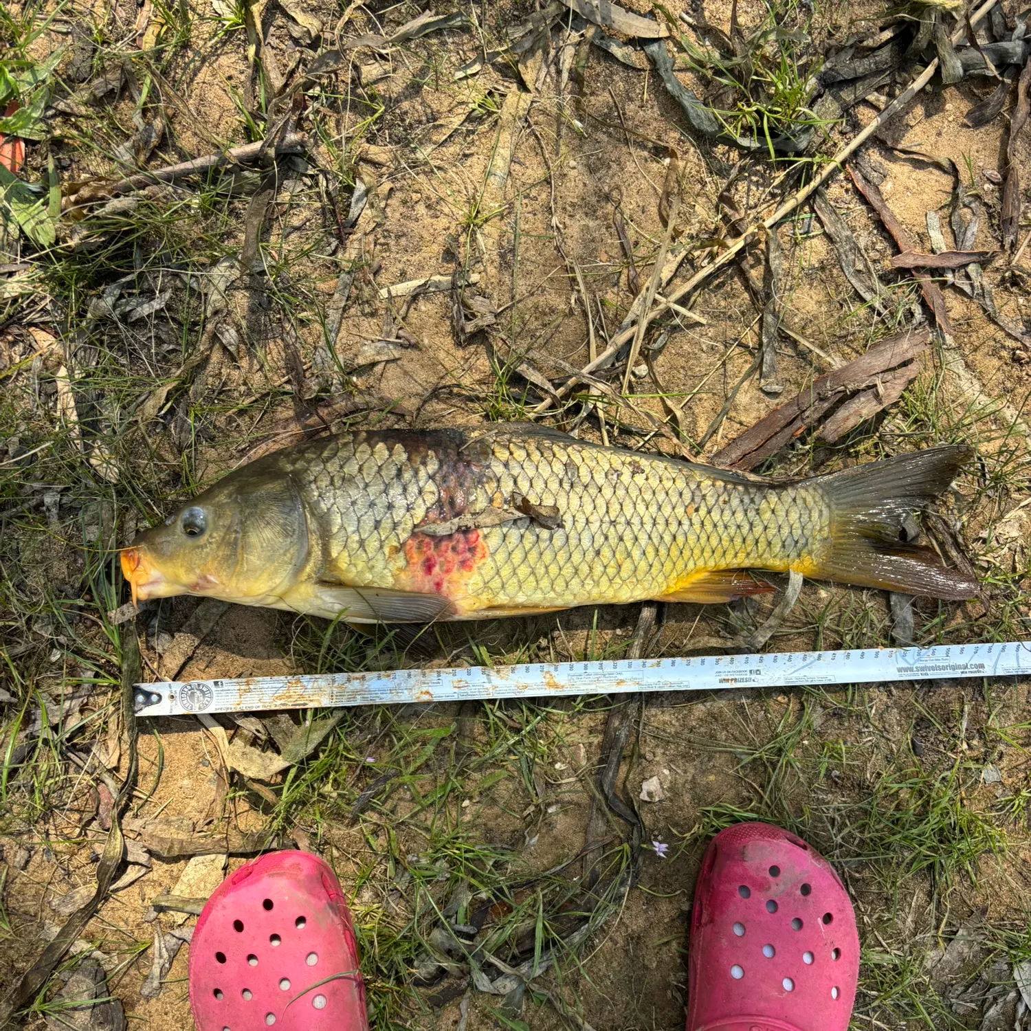 Common carp caught on Fishbrain