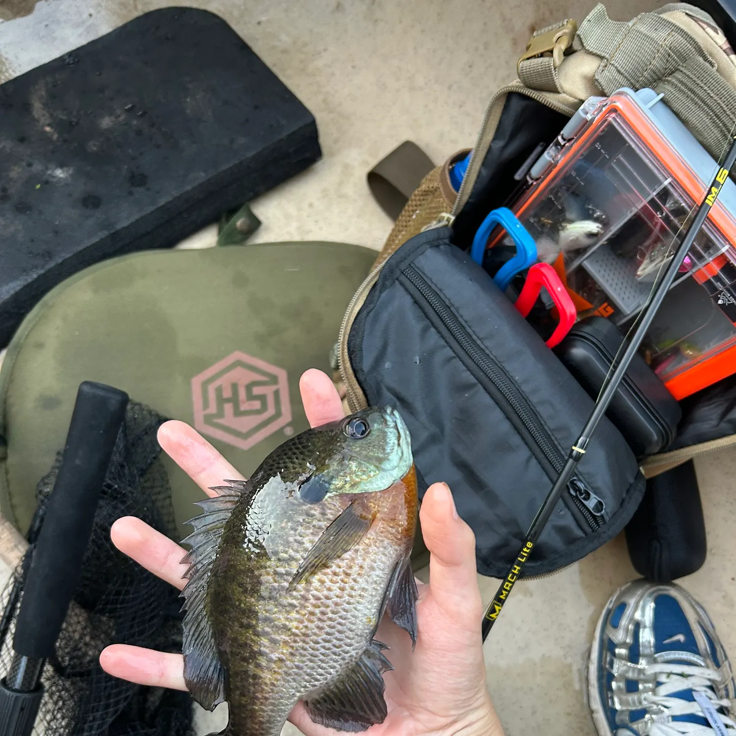 Bluegill caught on Fishbrain