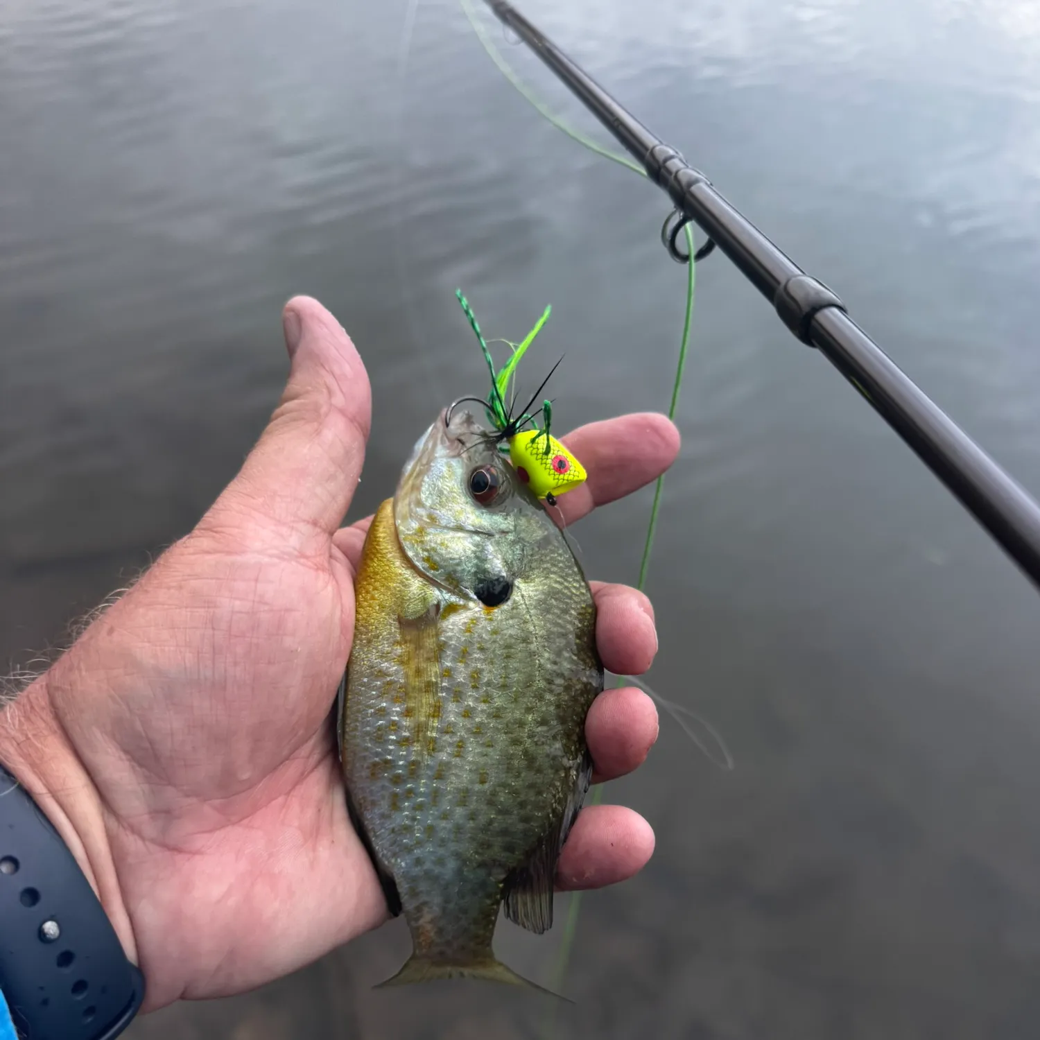 Bluegill caught on Fishbrain