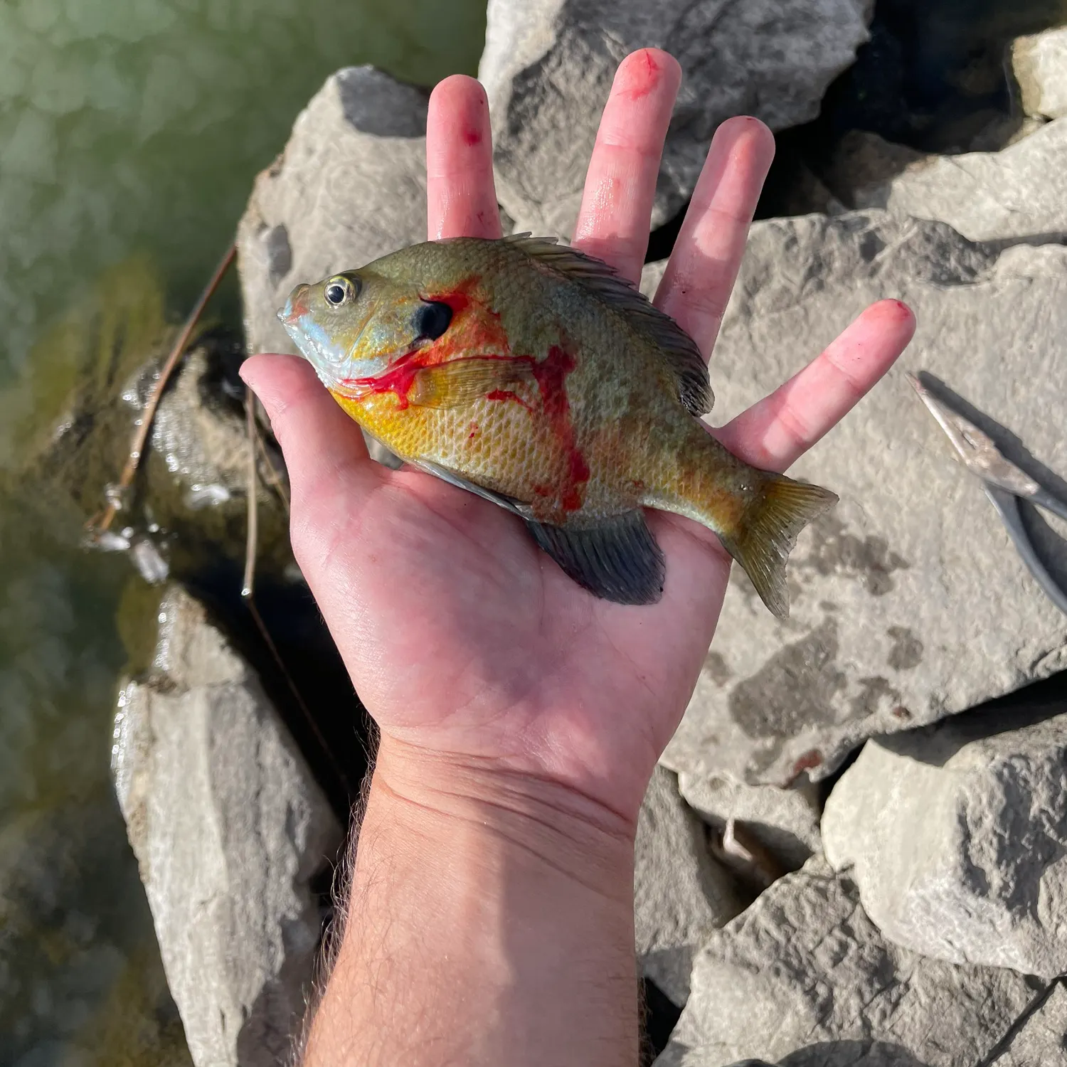 Bluegill caught on Fishbrain