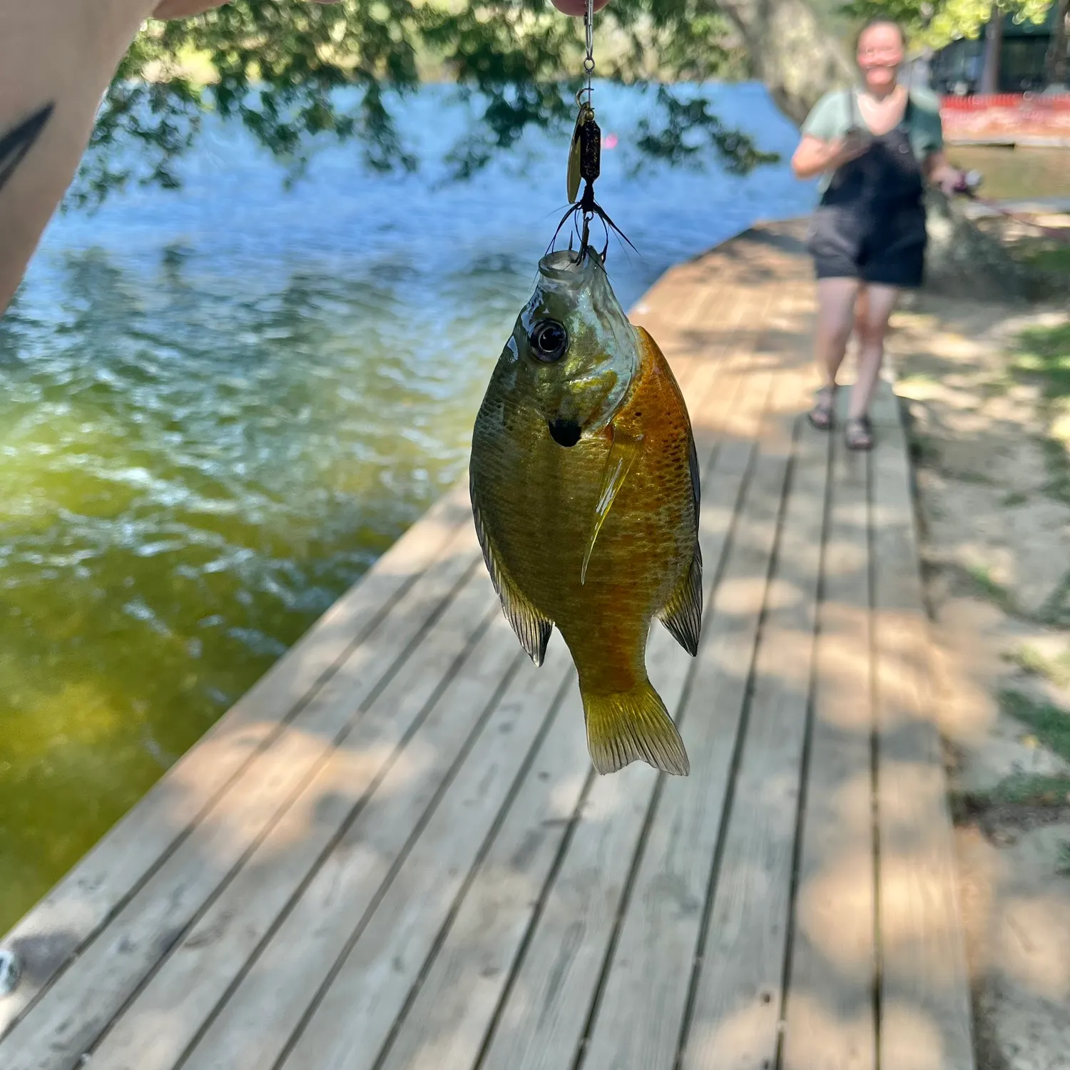 Bluegill caught on Fishbrain