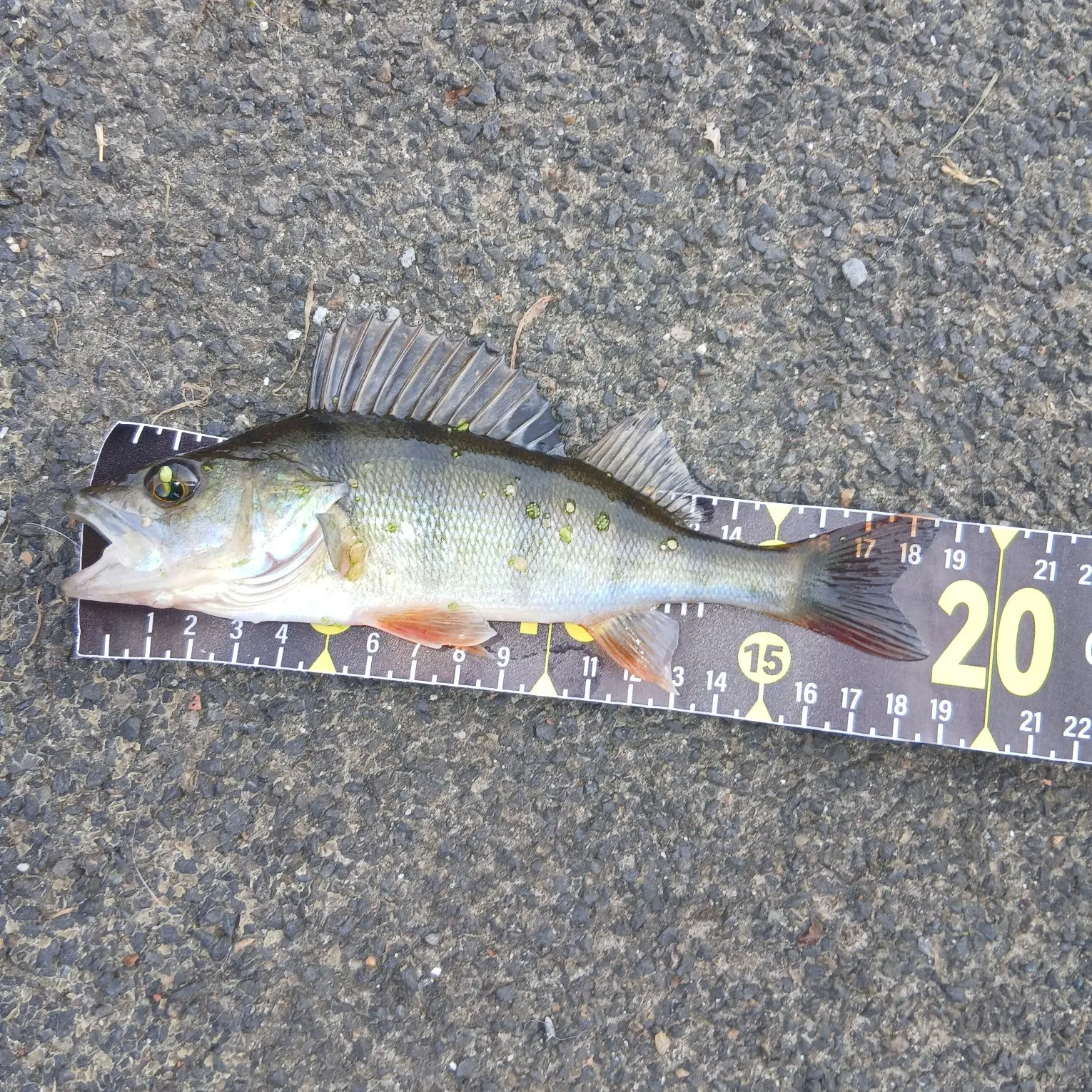 European perch caught on Fishbrain