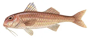 Striped red mullet