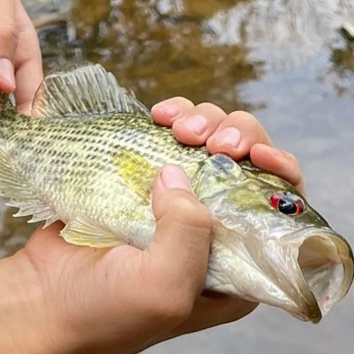 The most recent Roanoke bass catches on Fishbrain