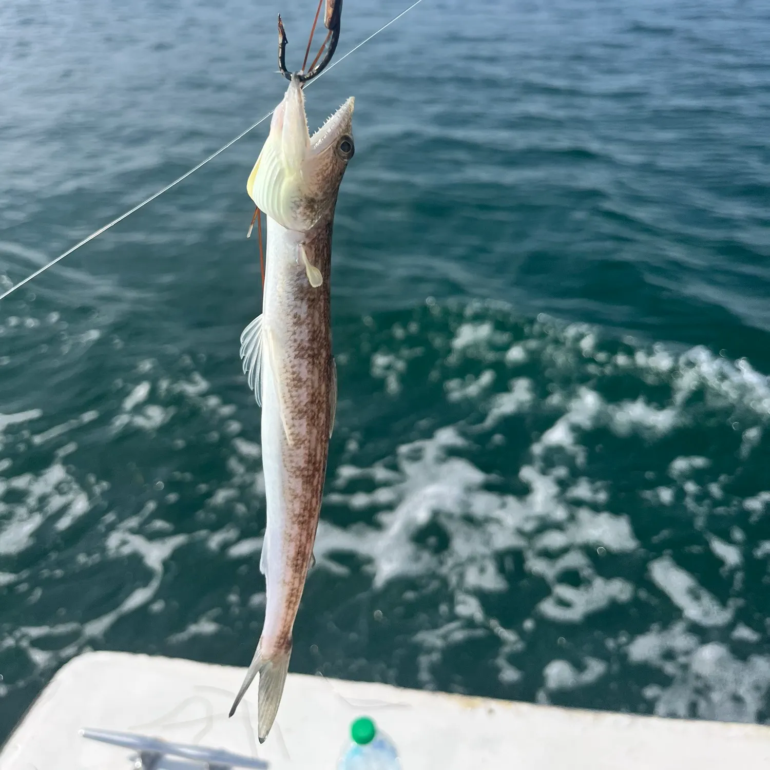 Inshore lizardfish caught on Fishbrain