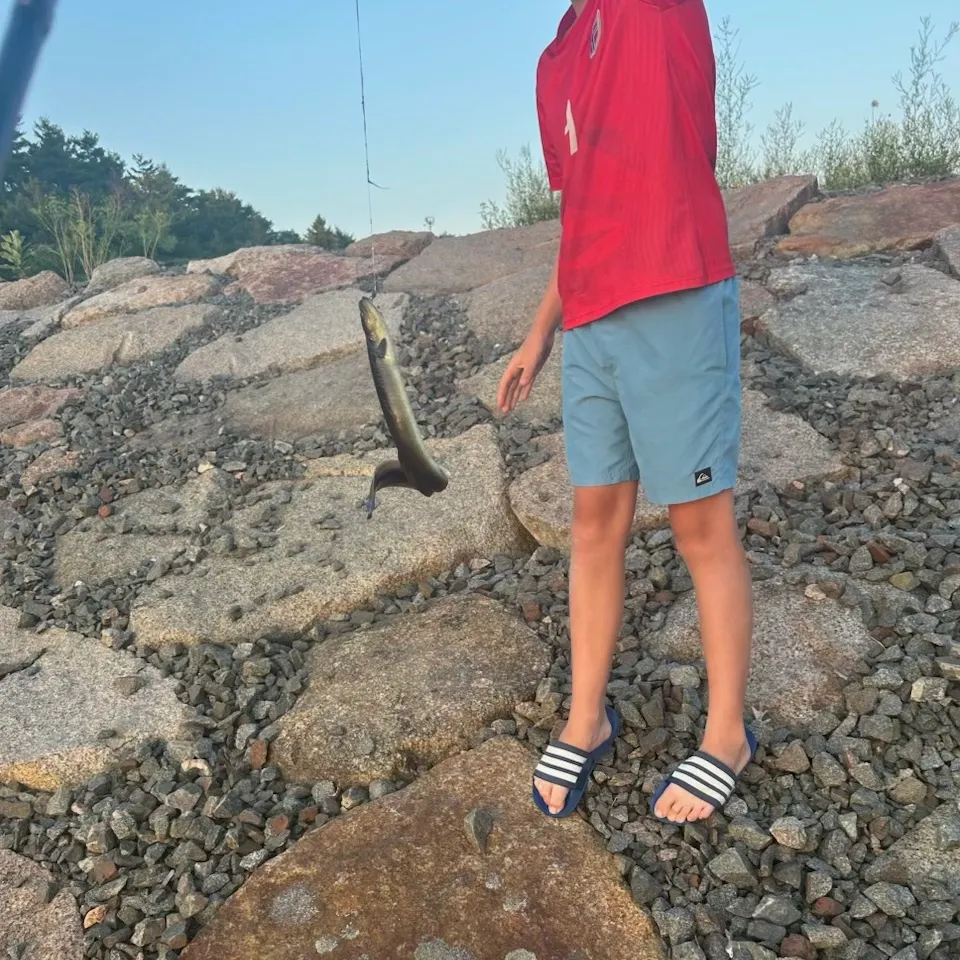 American eel caught on Fishbrain