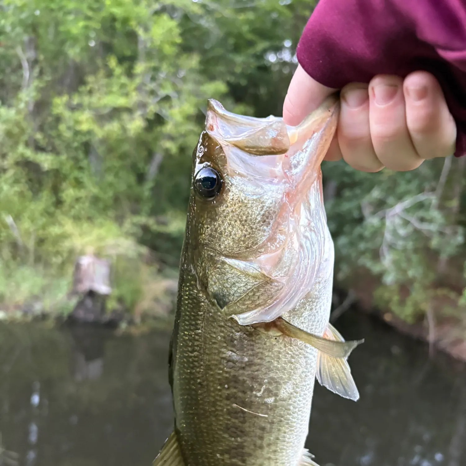 Largemouth bass caught on Fishbrain