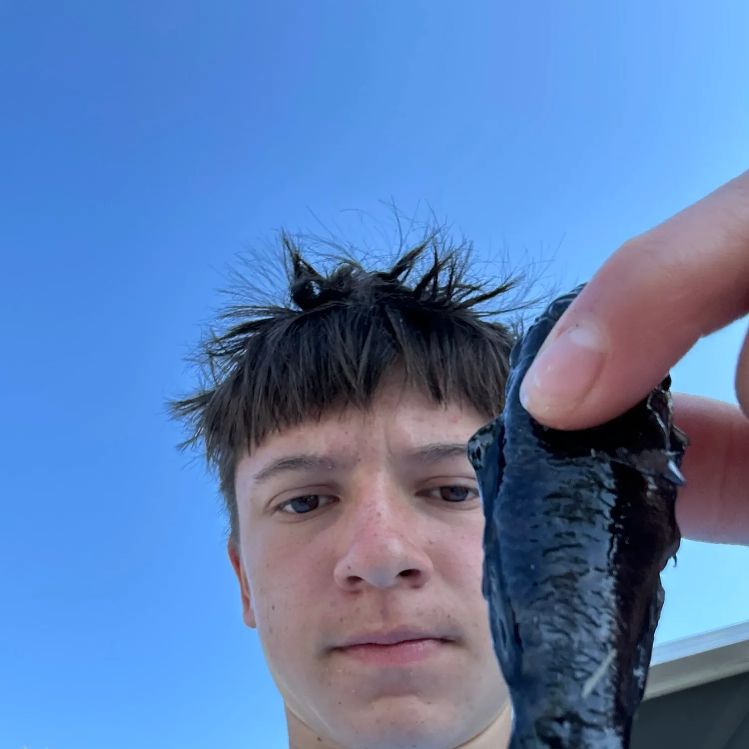 The most recent Round goby catches on Fishbrain