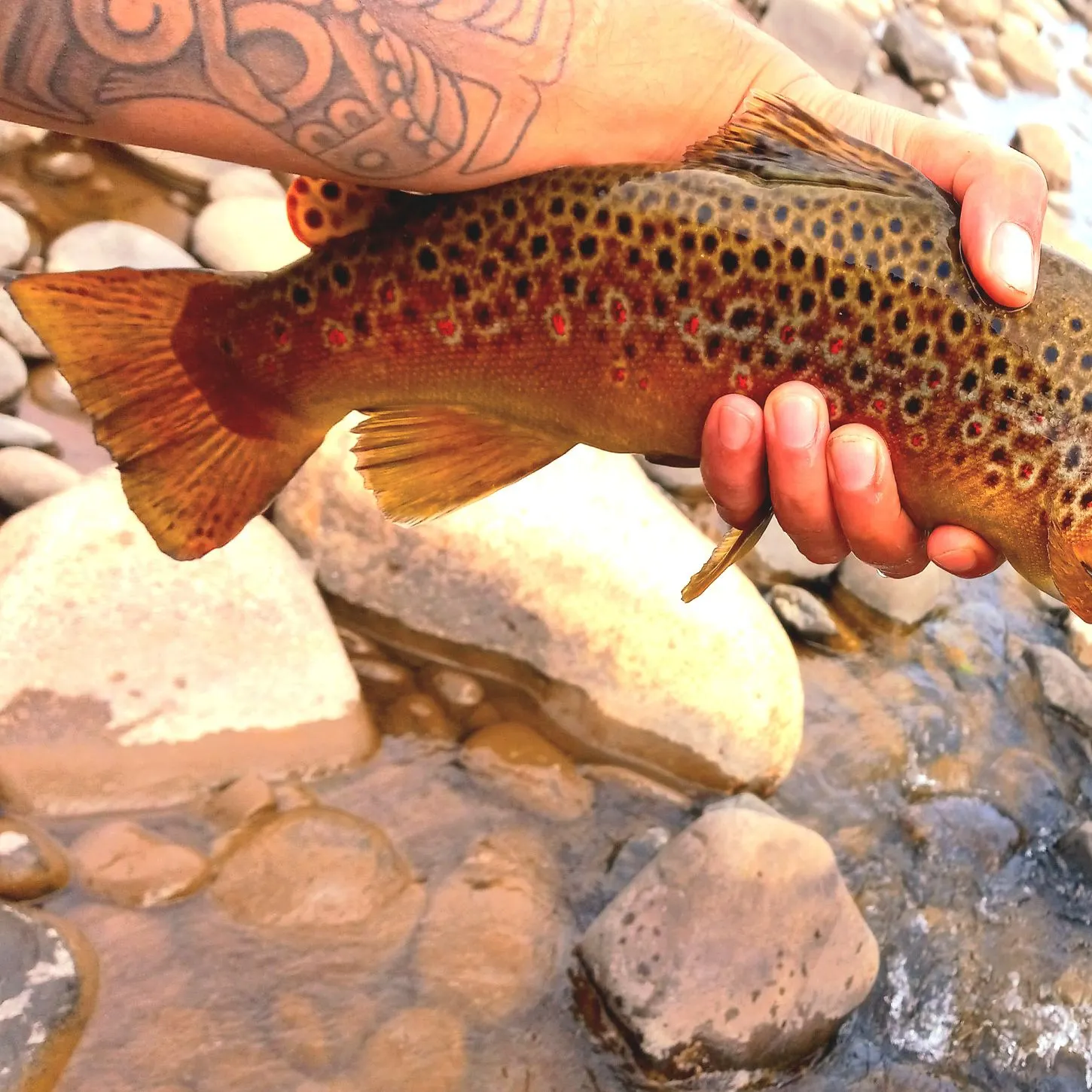 recently logged catches