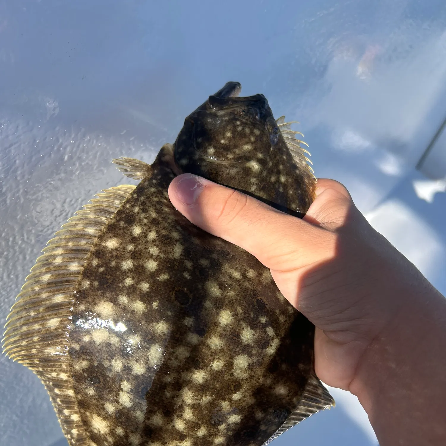 Summer flounder caught on Fishbrain