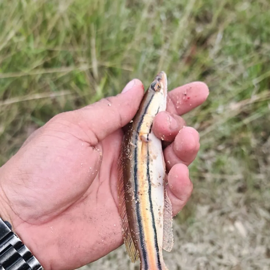 The most recent Indonesian snakehead catches on Fishbrain