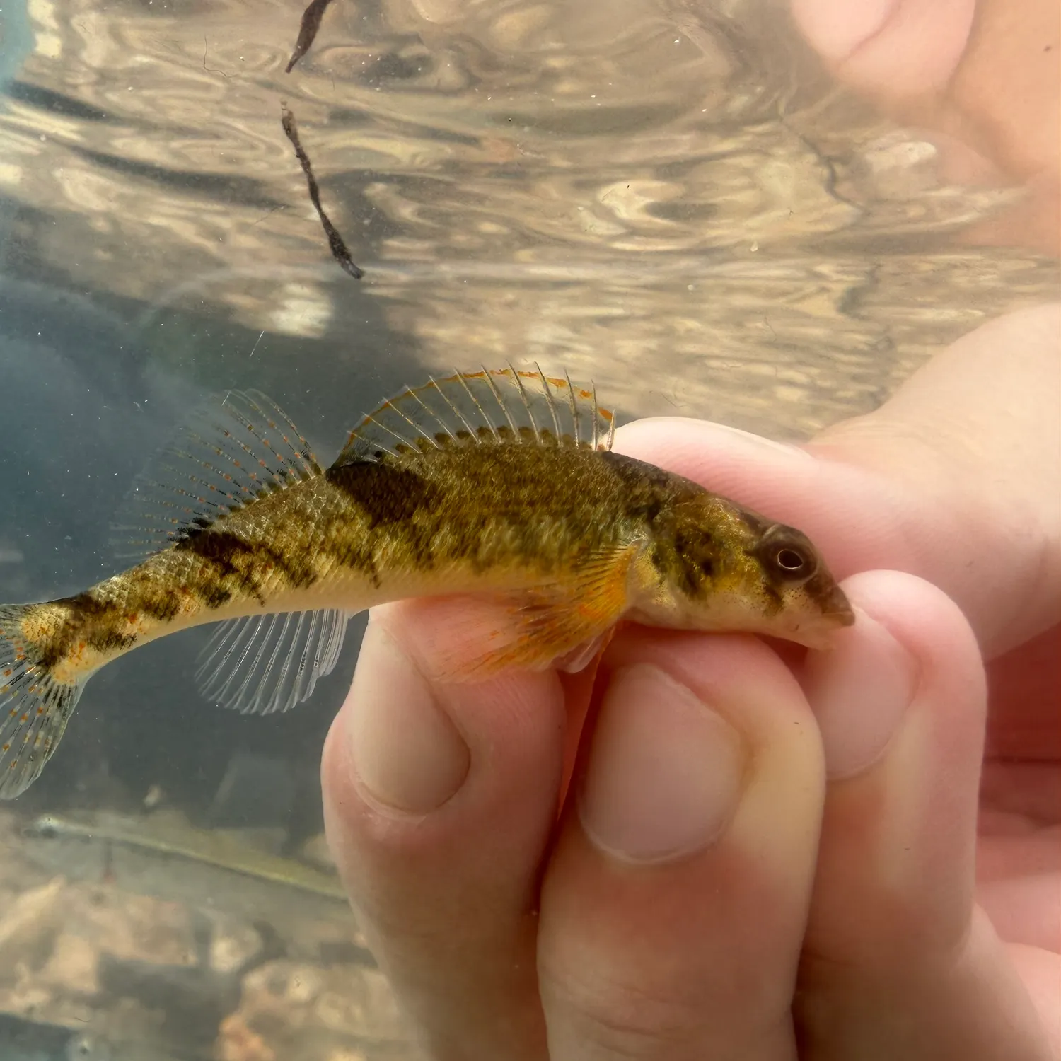 Saddleback darter caught on Fishbrain