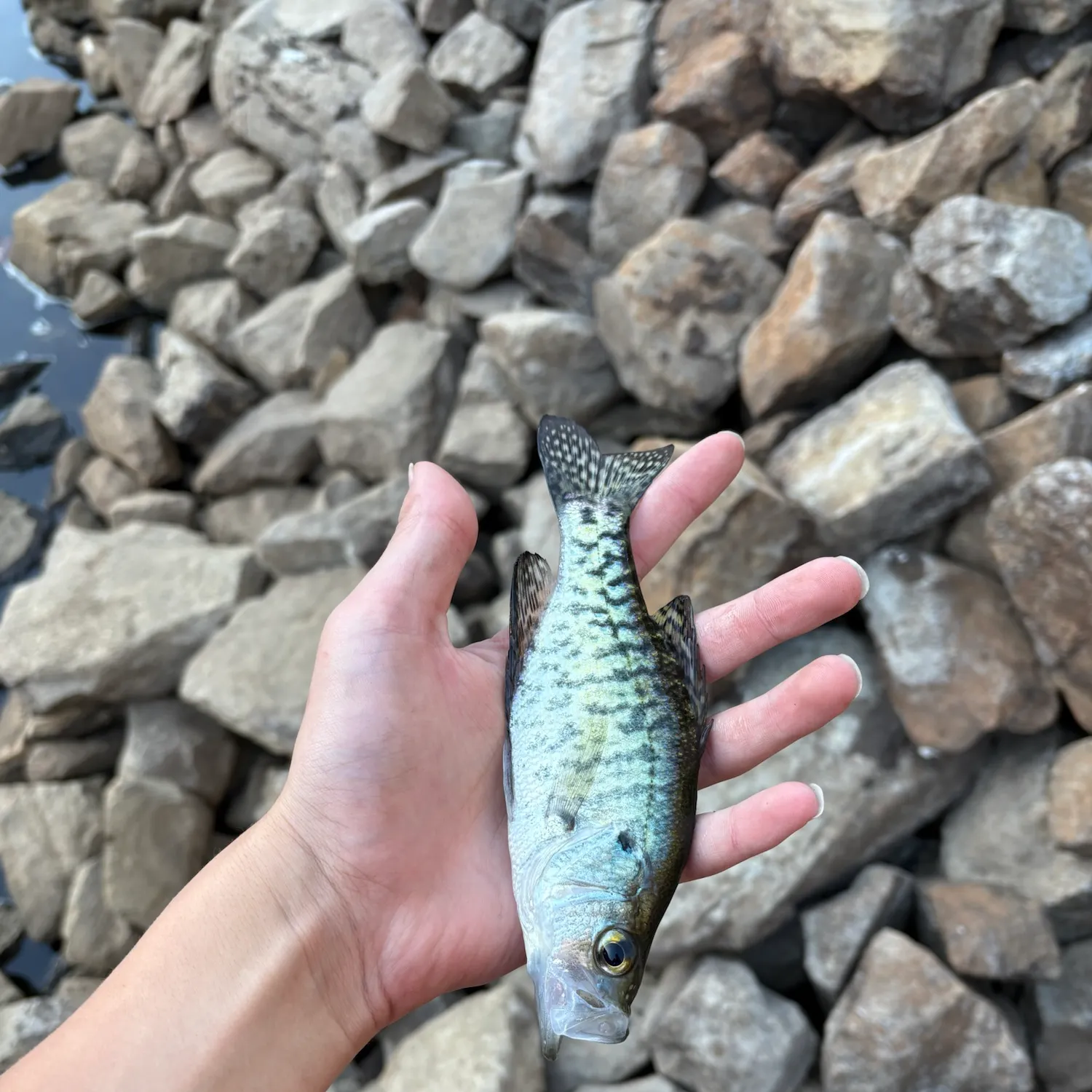 White crappie caught on Fishbrain