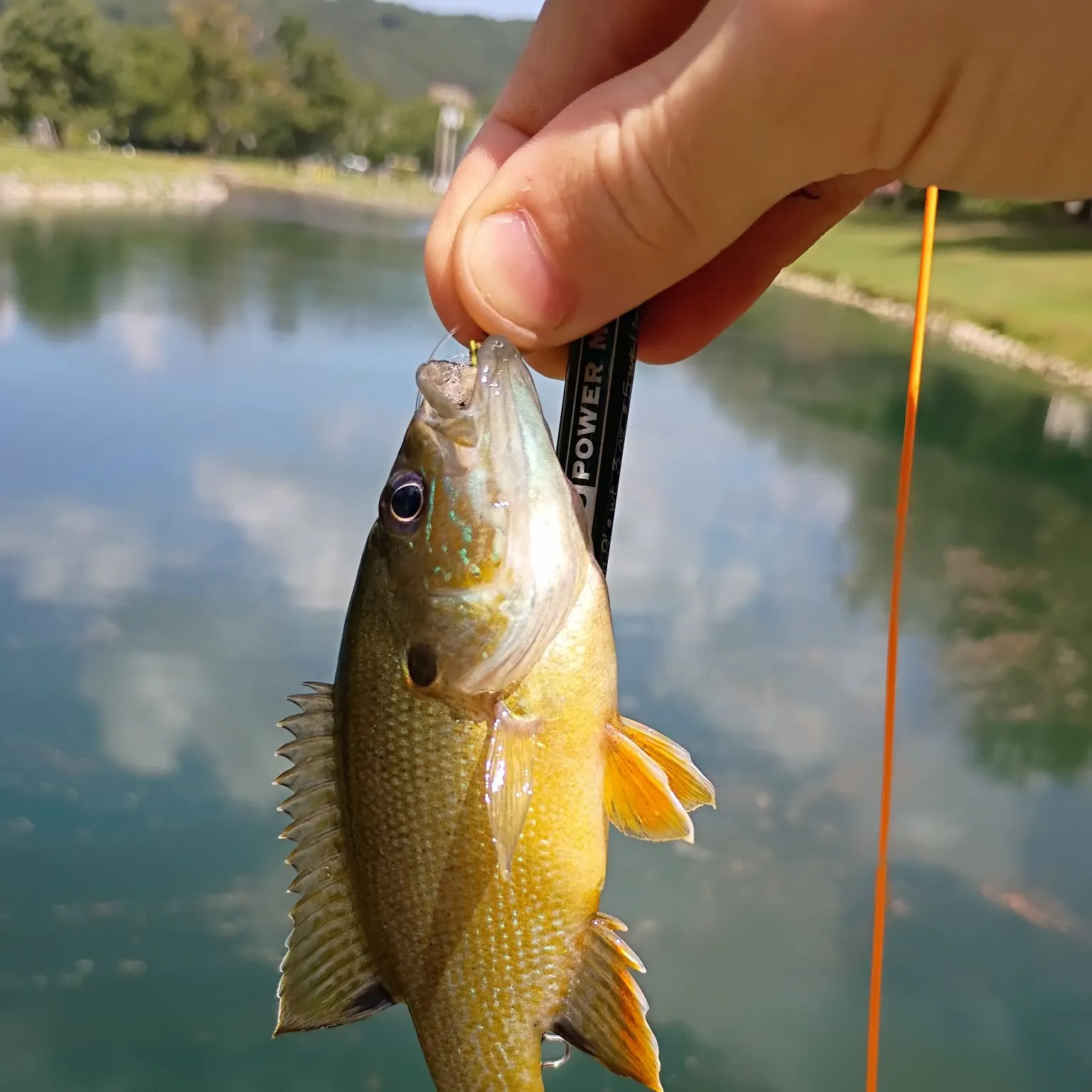 Green sunfish caught on Fishbrain
