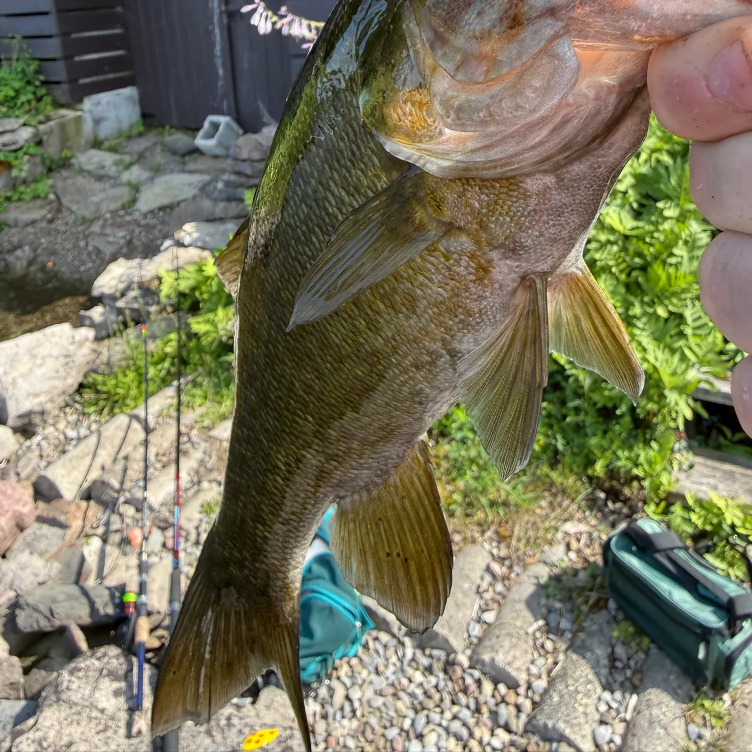 Smallmouth bass caught on Fishbrain