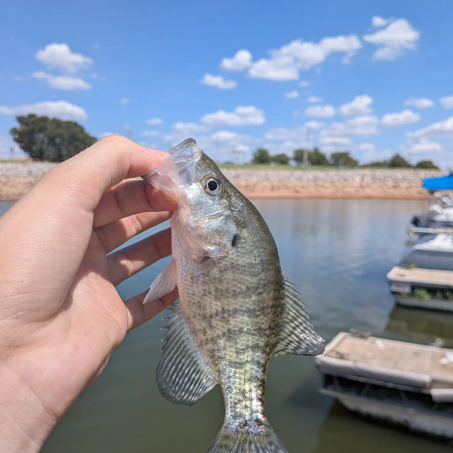 White crappie caught on Fishbrain