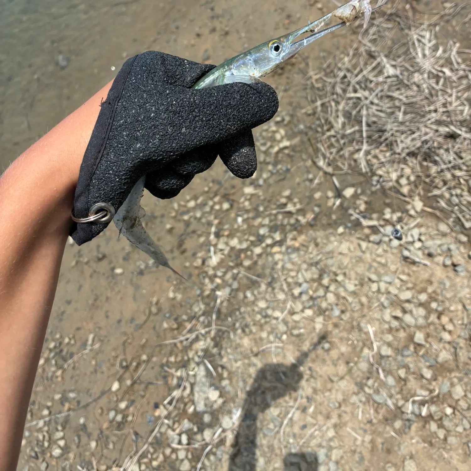 The most recent California needlefish catches on Fishbrain