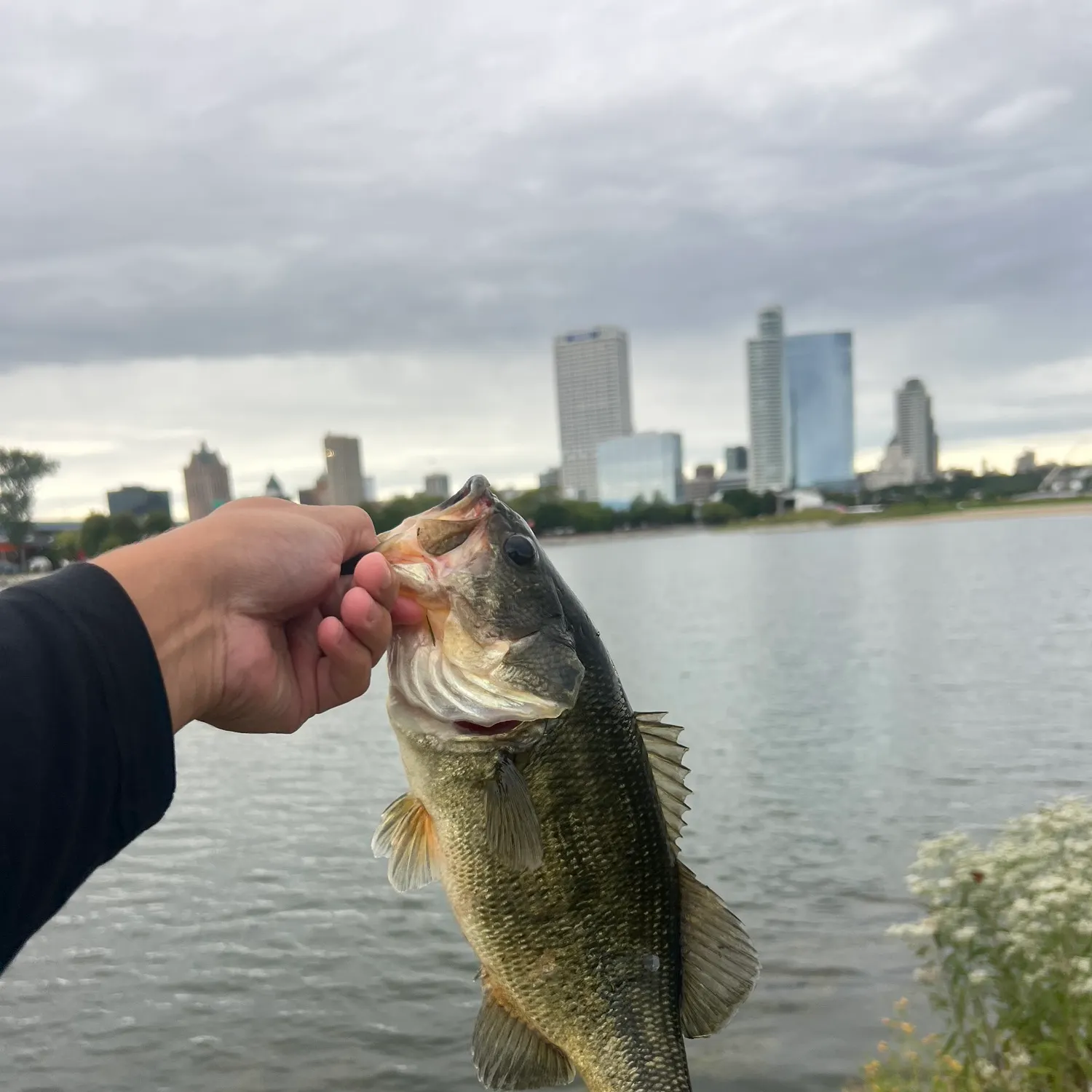 Largemouth bass caught on Fishbrain