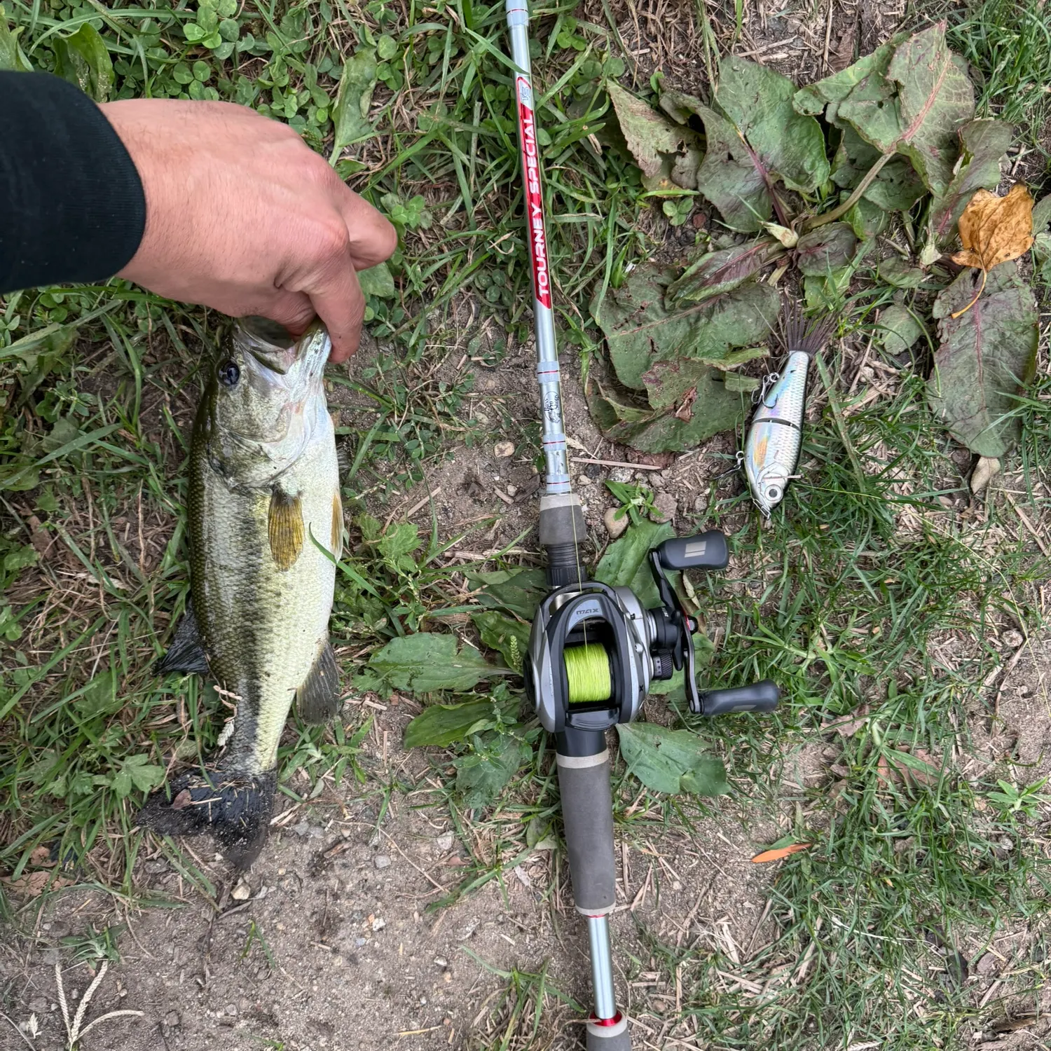 Largemouth bass caught on Fishbrain