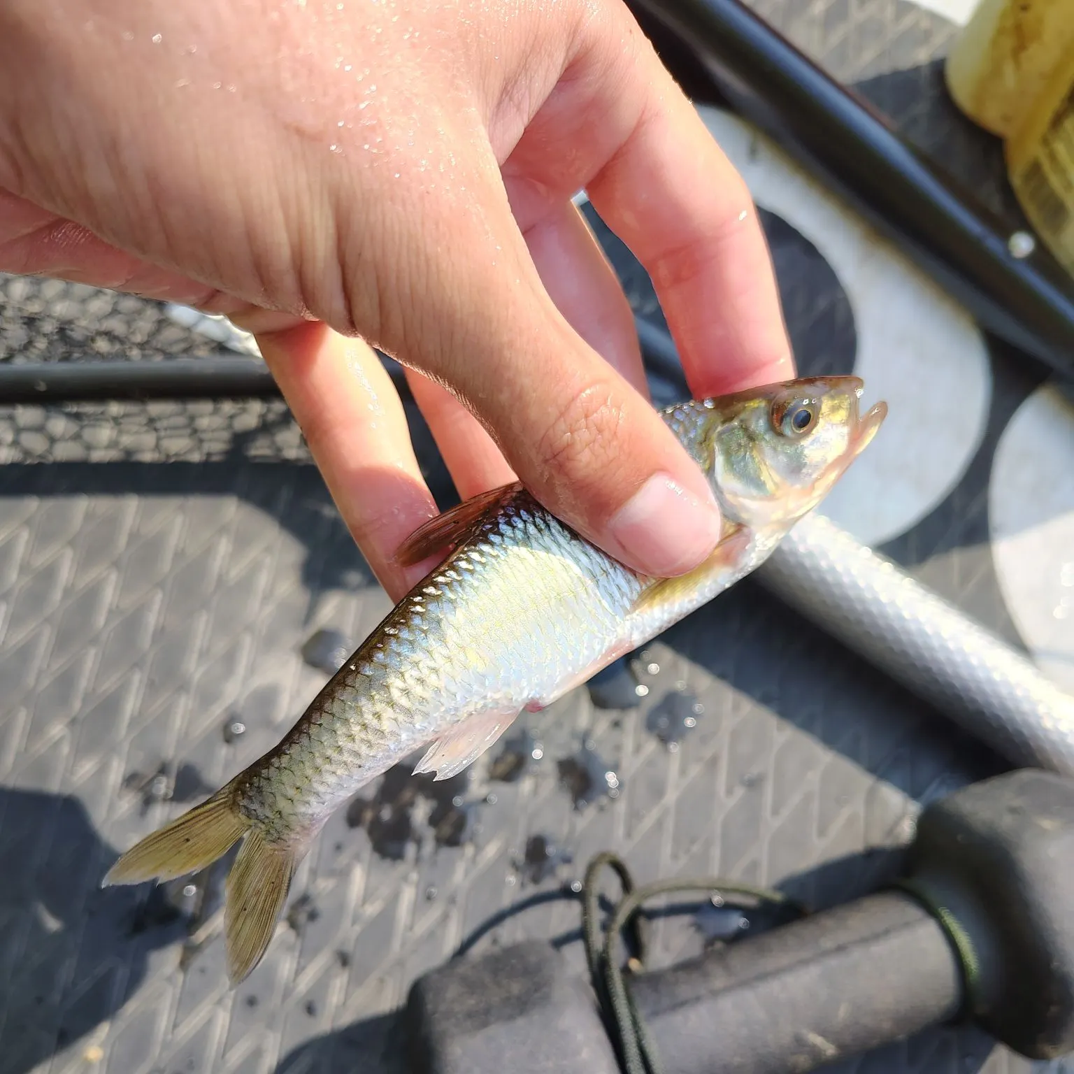 Striped shiner caught on Fishbrain