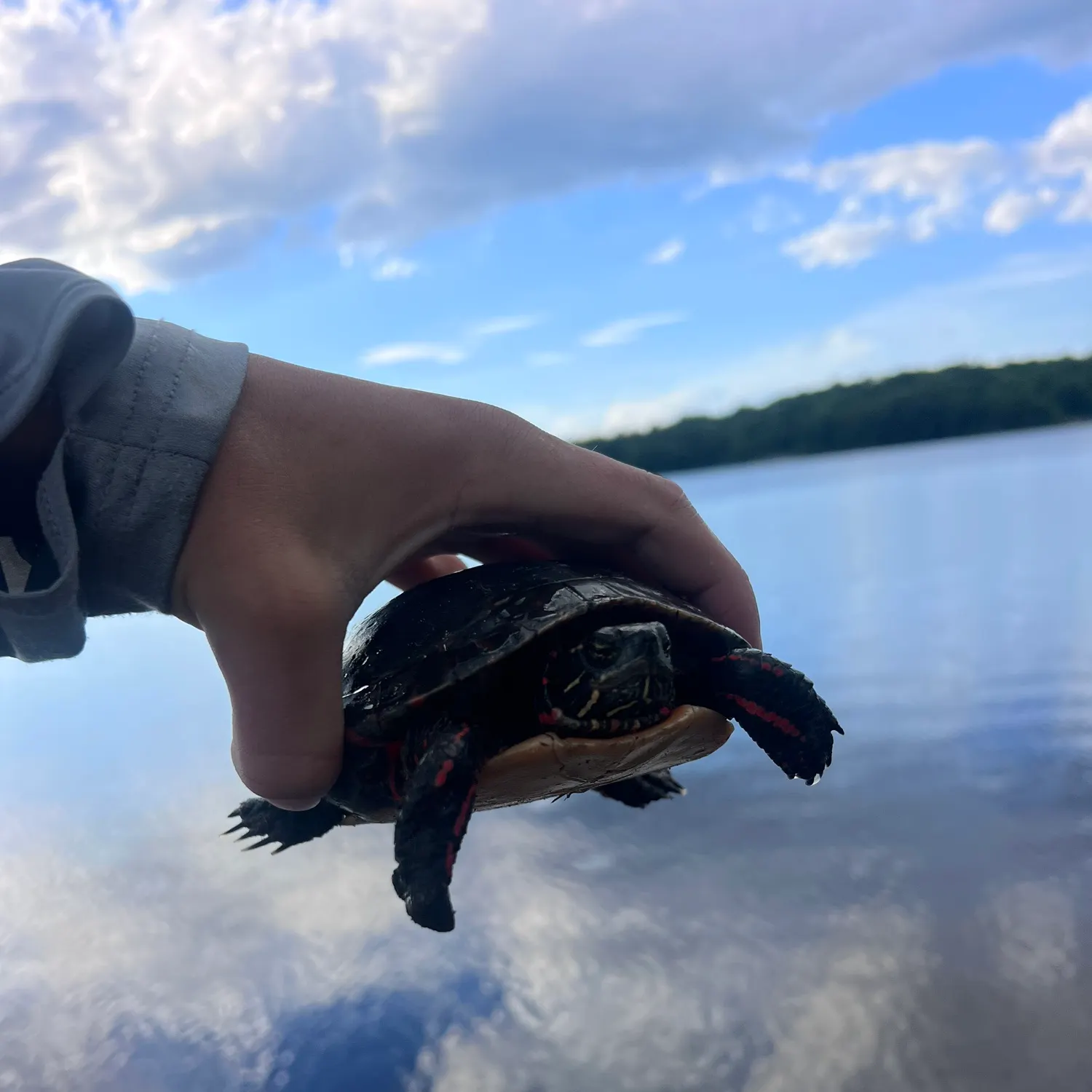 The most recent Painted turtle catches on Fishbrain