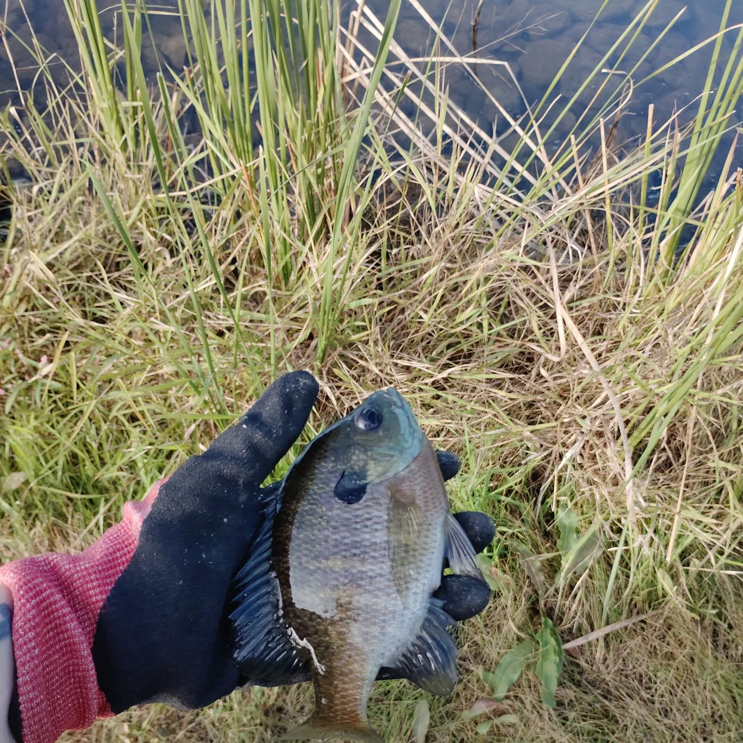 Bluegill caught on Fishbrain