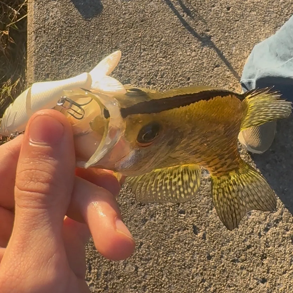 The most recent Magnolia crappie catches on Fishbrain