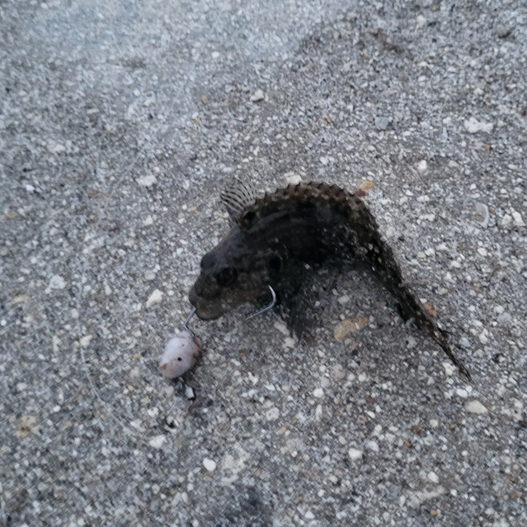 The most recent Sailfin blenny catches on Fishbrain