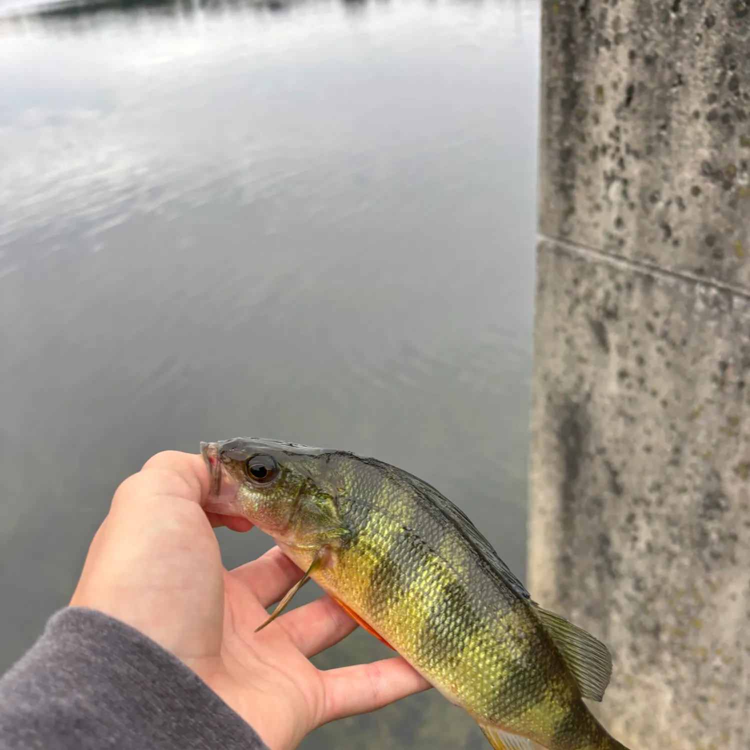 Yellow perch caught on Fishbrain
