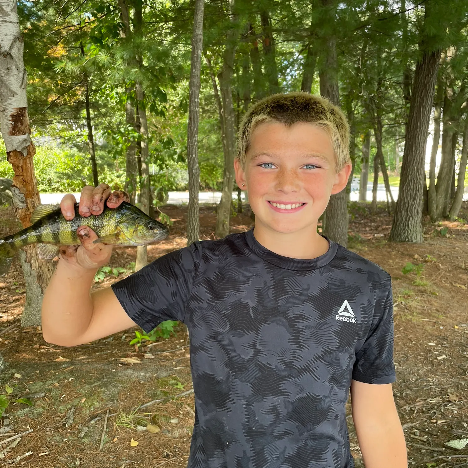 Yellow perch caught on Fishbrain