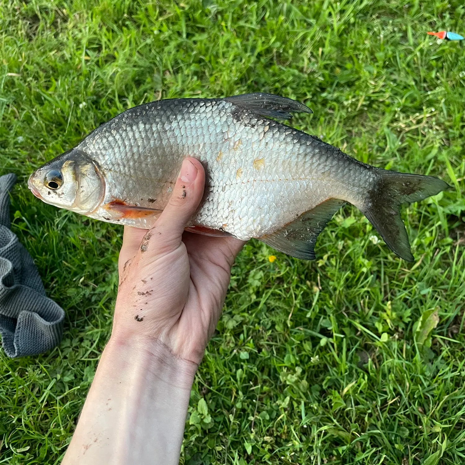 The most recent White bream catches on Fishbrain