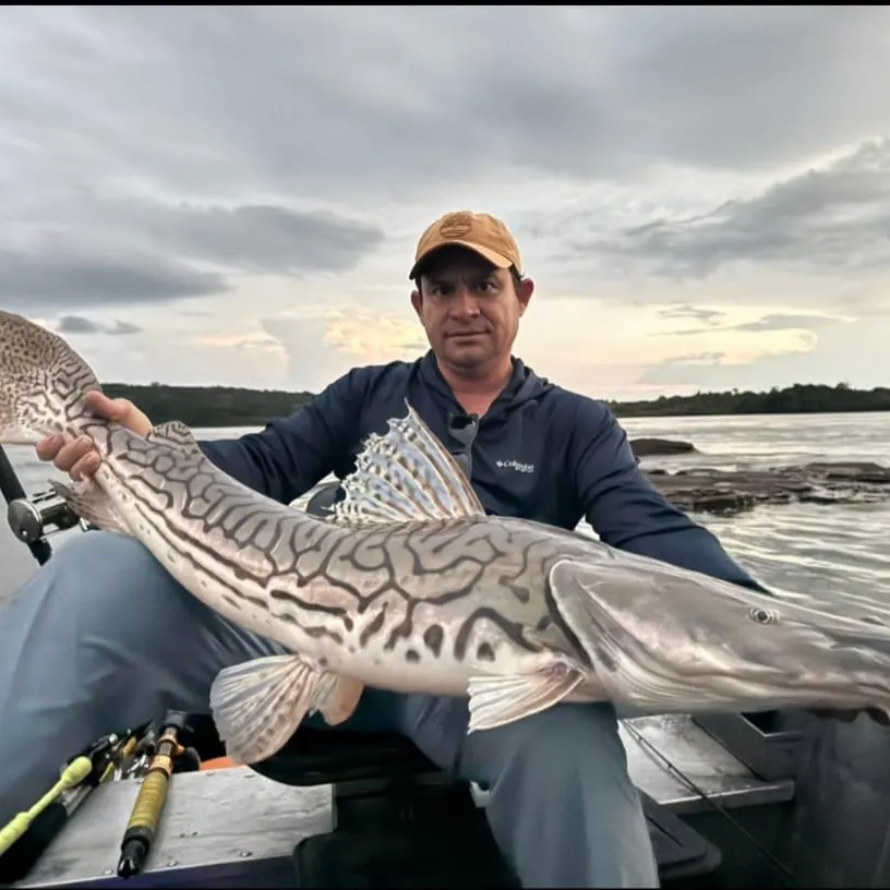 The most recent Tiger sorubim catches on Fishbrain