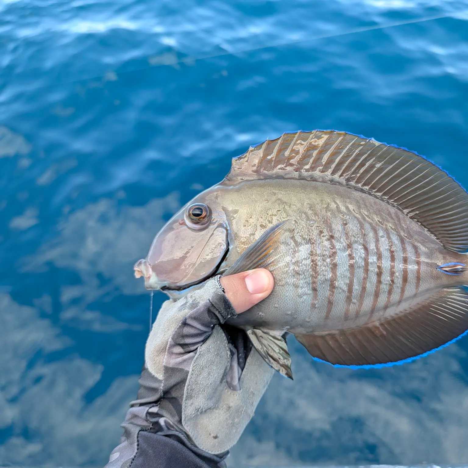 The most recent Doctorfish catches on Fishbrain