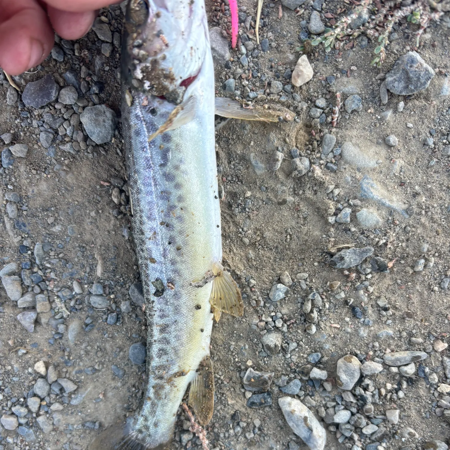 Tiger trout caught on Fishbrain