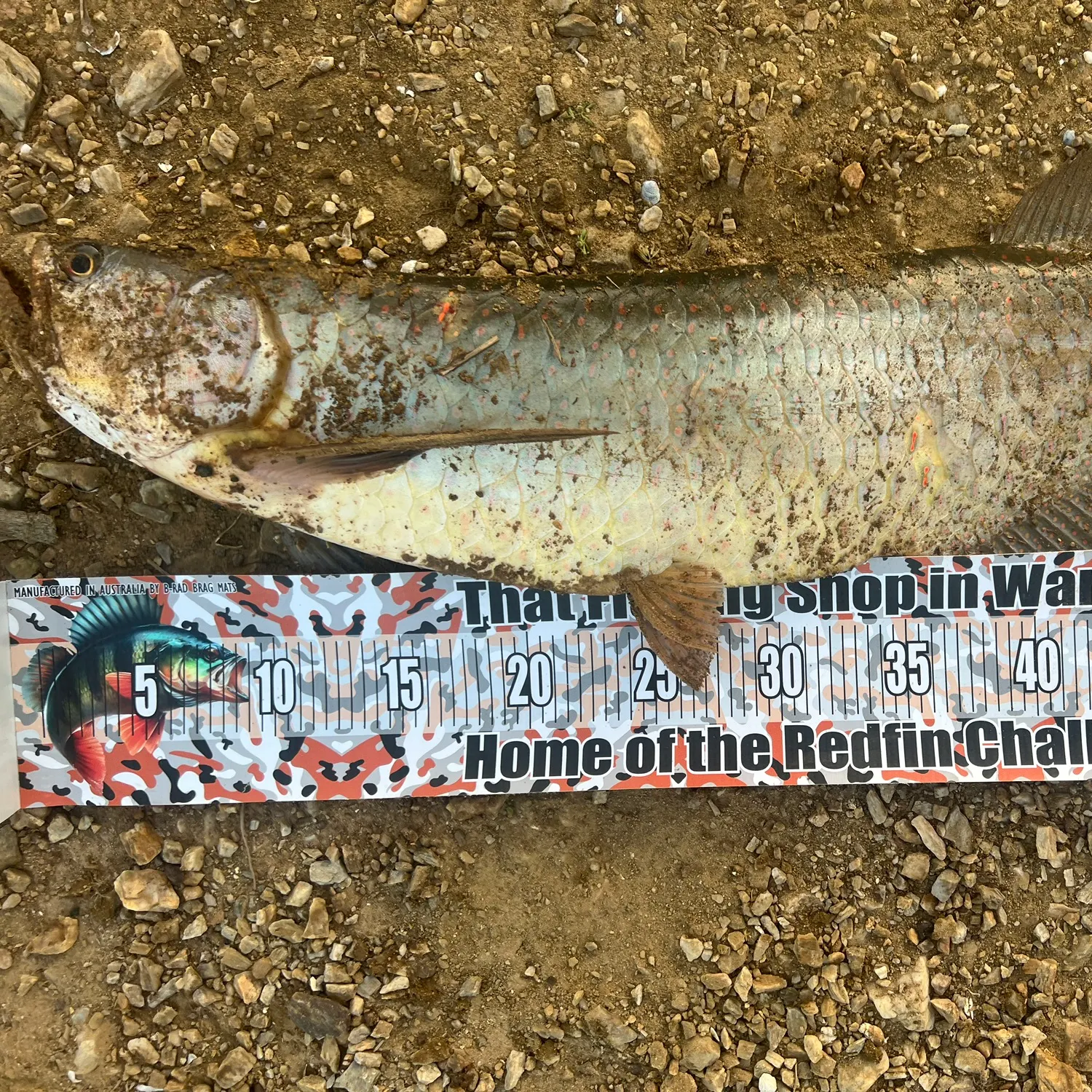 The most recent Spotted bonytongue catches on Fishbrain