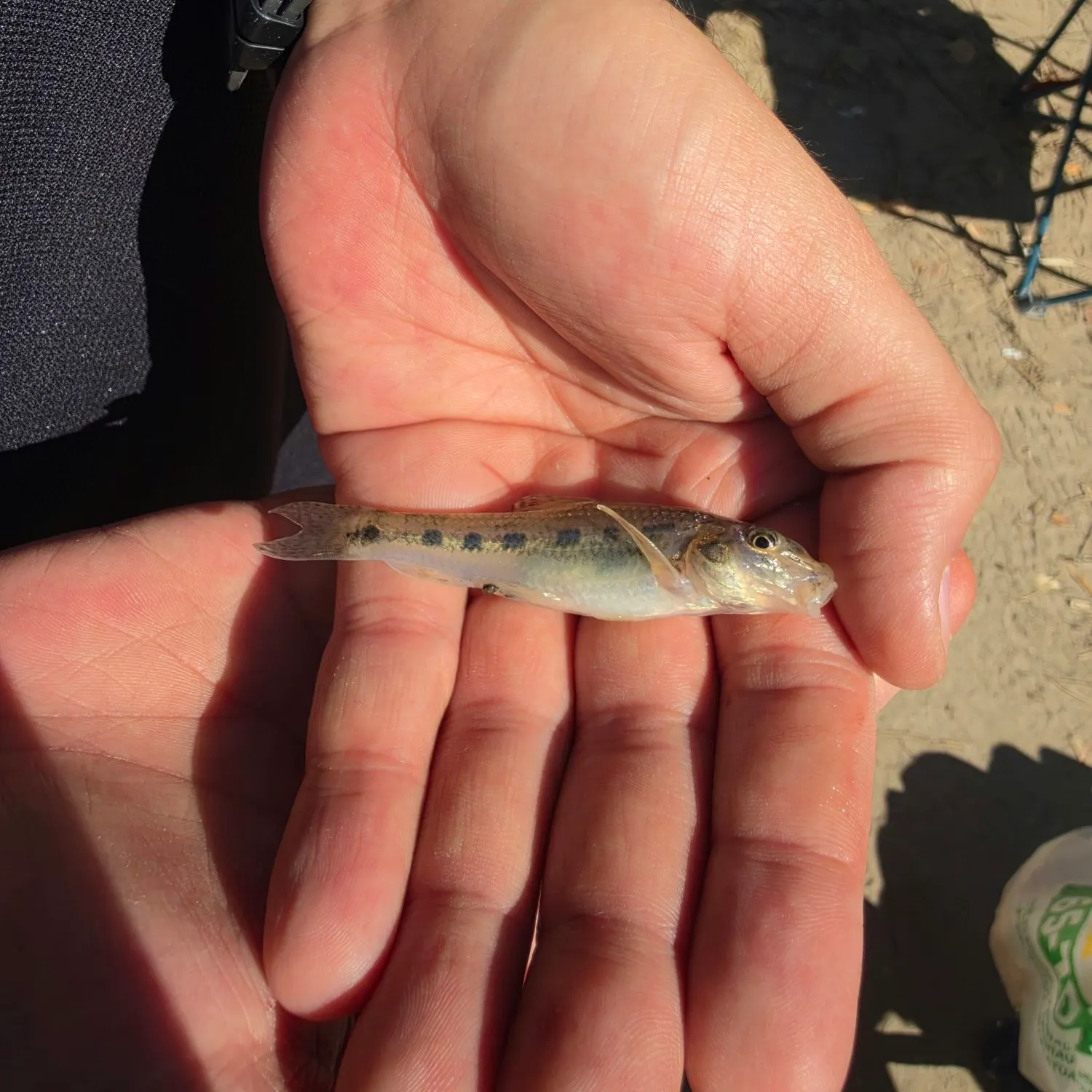 The most recent Common goby catches on Fishbrain