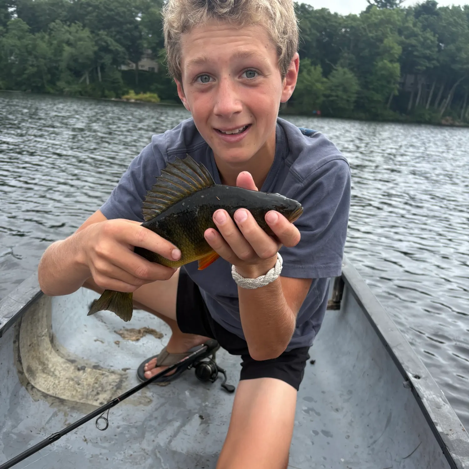 Yellow perch caught on Fishbrain
