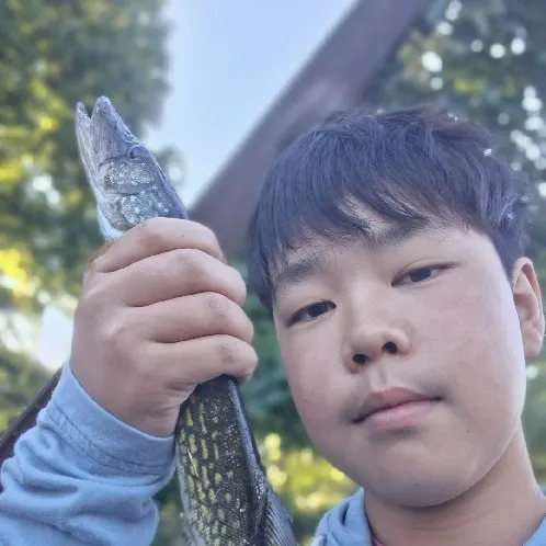 Chain pickerel caught on Fishbrain