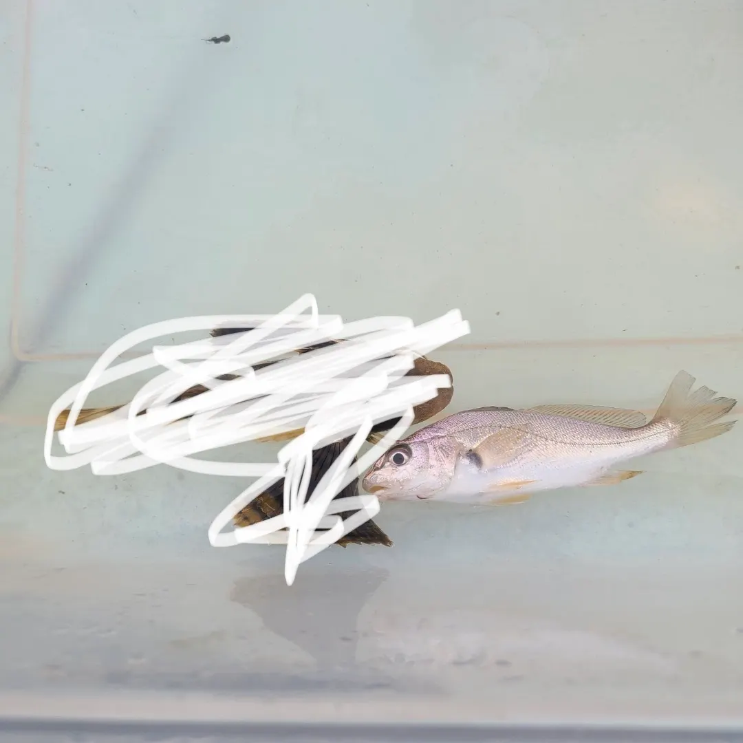 The most recent White croaker catches on Fishbrain
