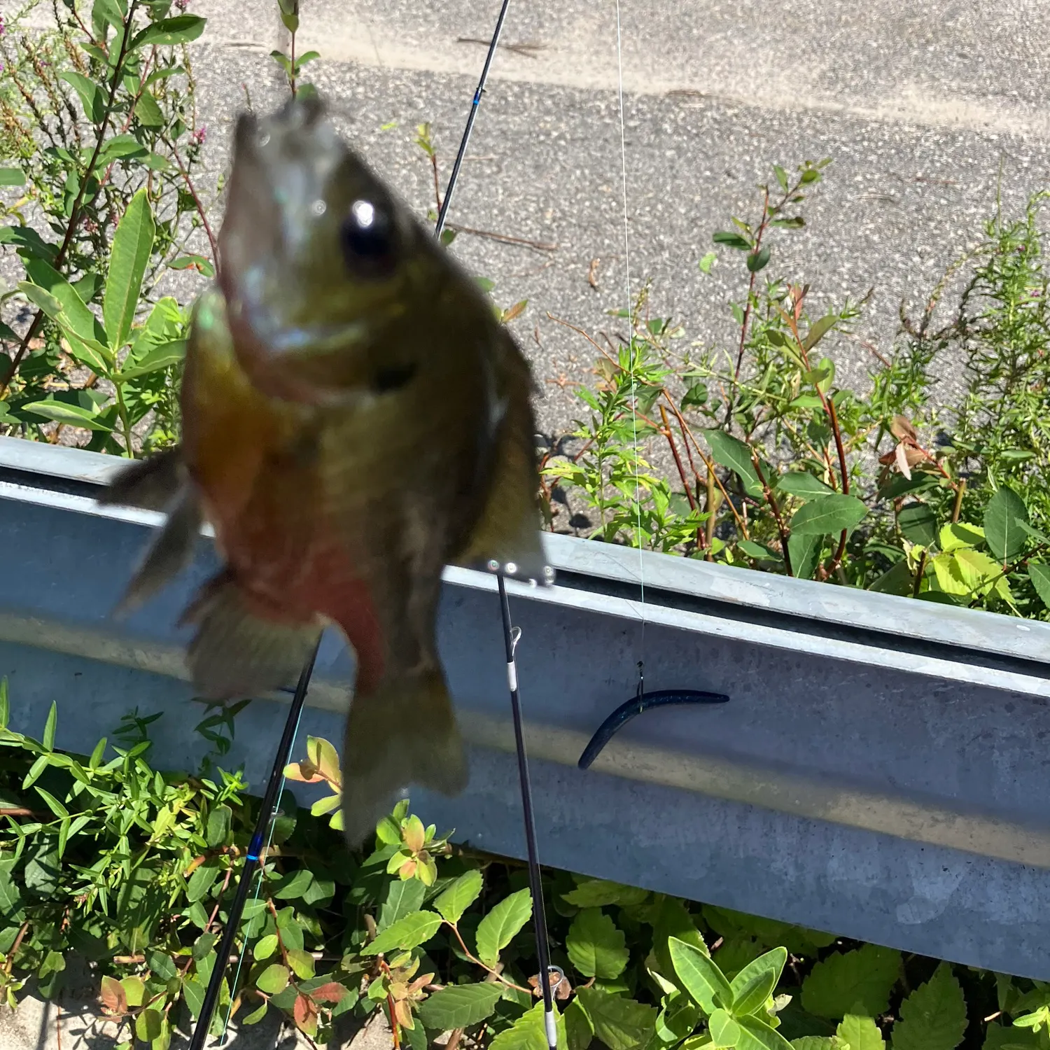 Bluegill caught on Fishbrain