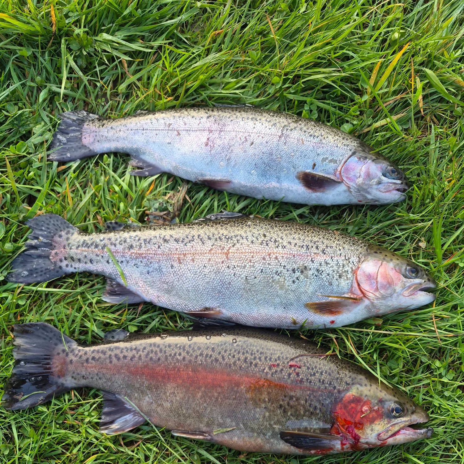 Rainbow trout caught on Fishbrain