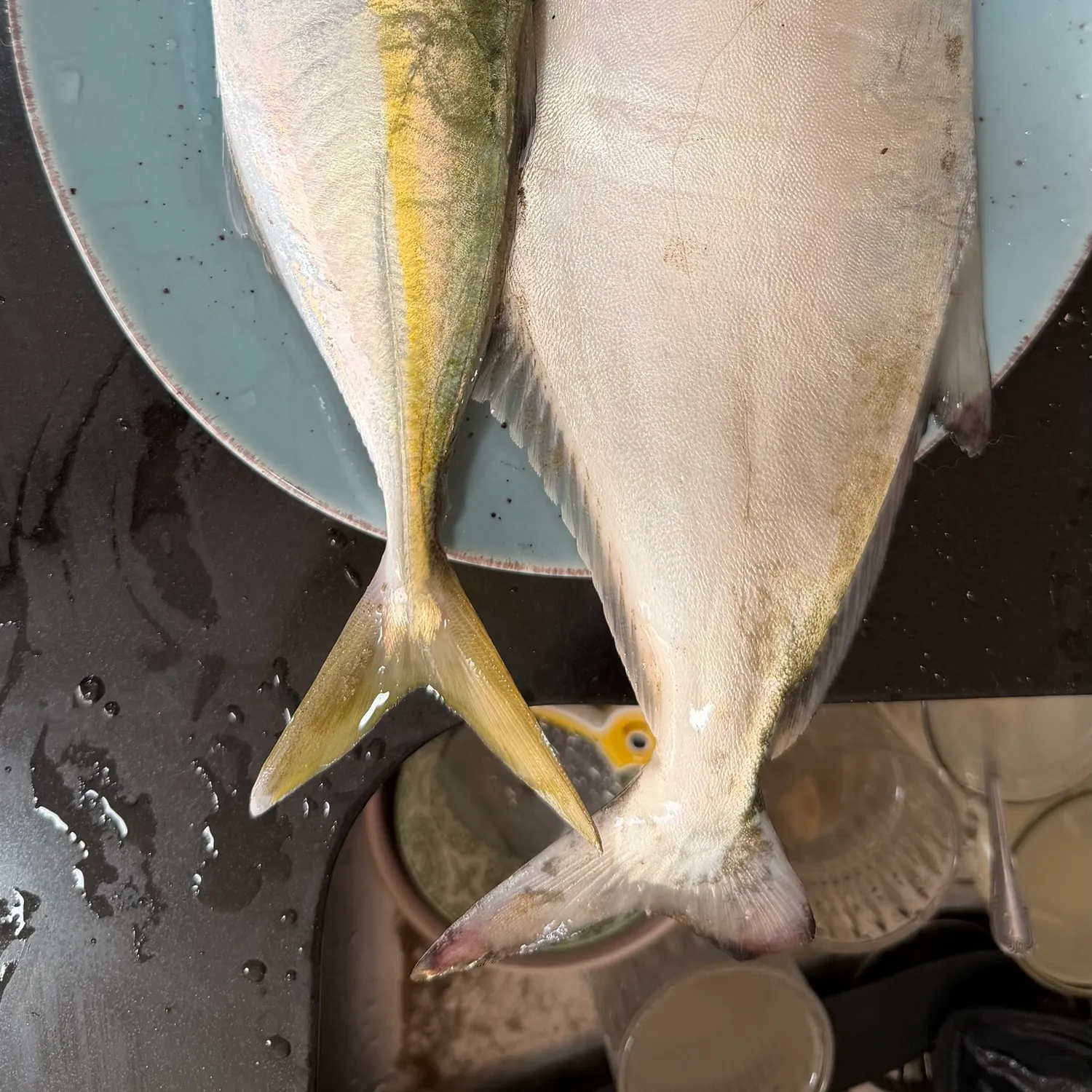 Fish caught on Fishbrain