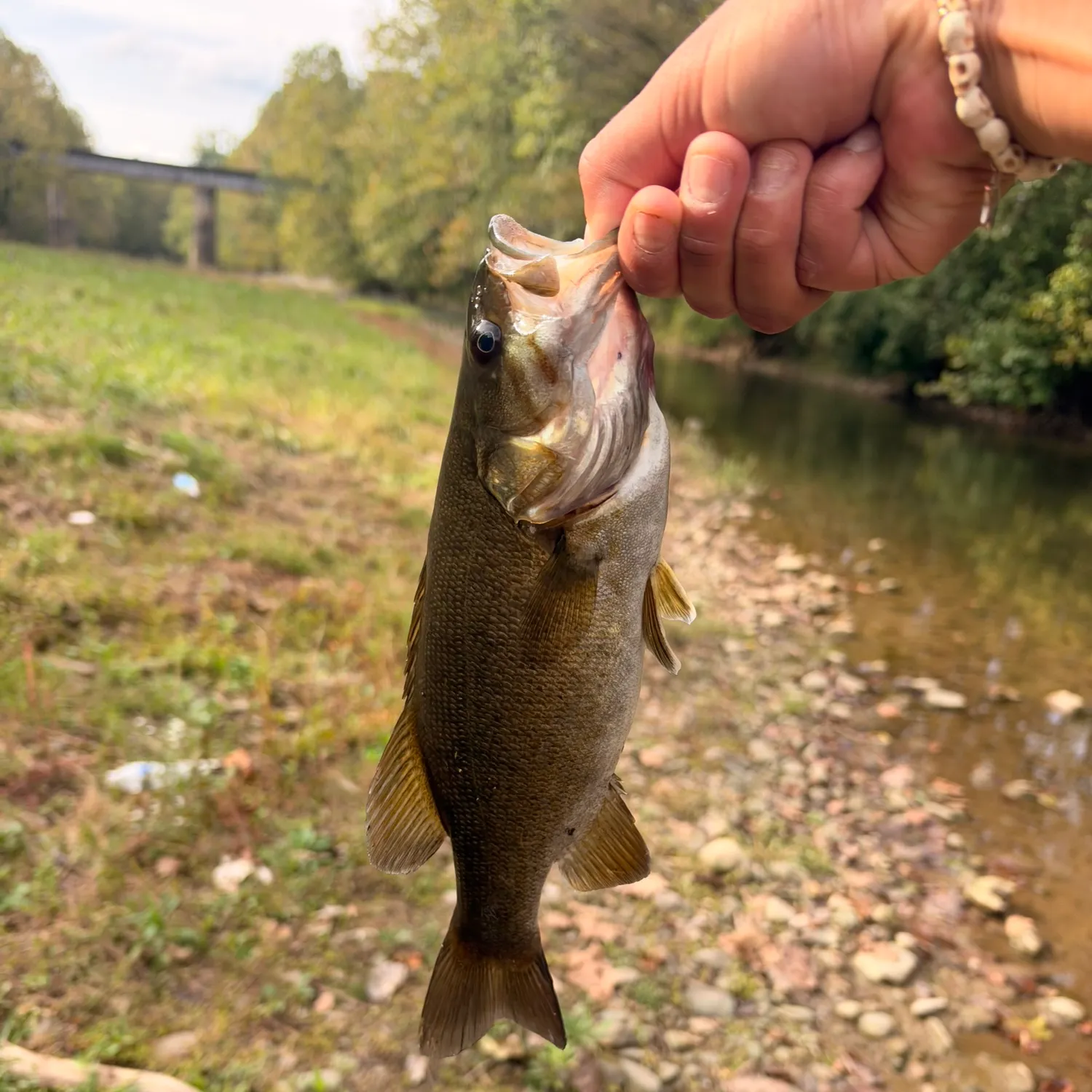 Smallmouth bass caught on Fishbrain