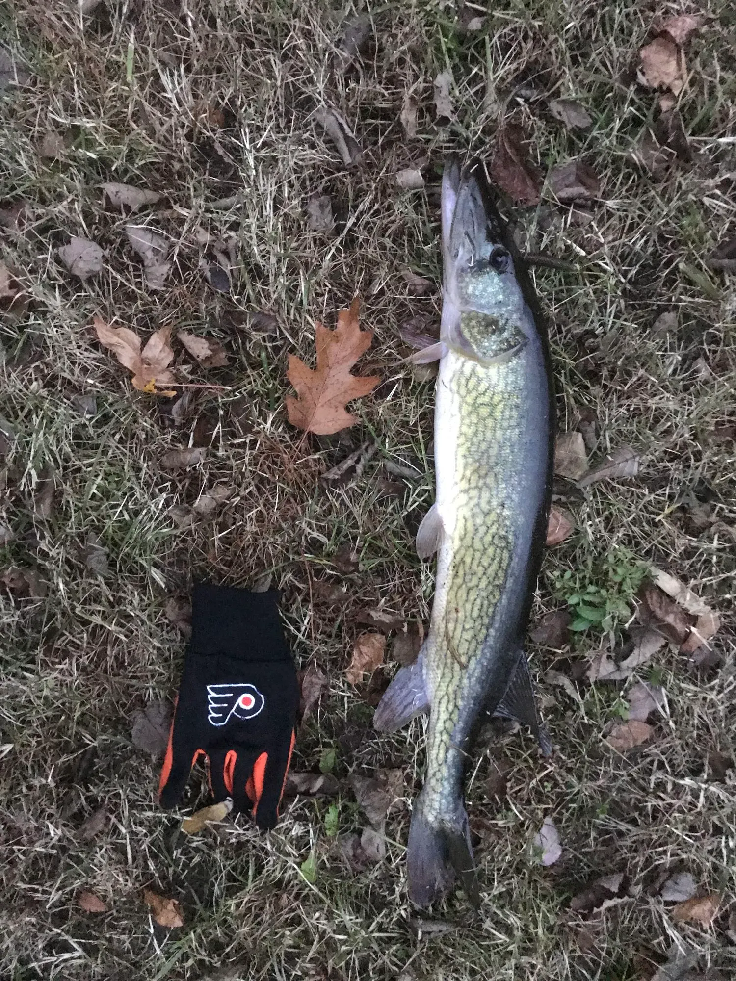 Post image from Jatkinson1495