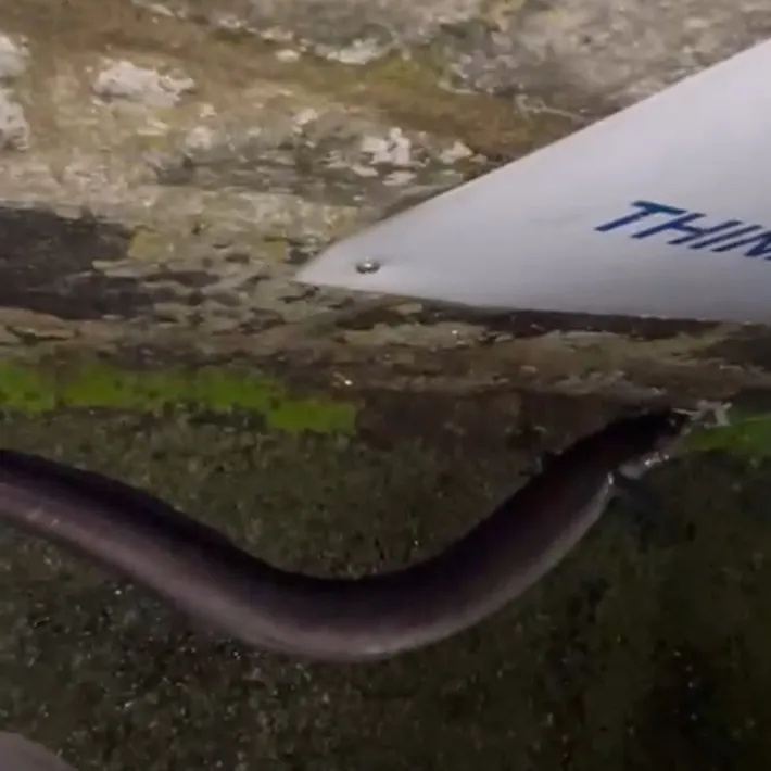 The most recent European conger catches on Fishbrain