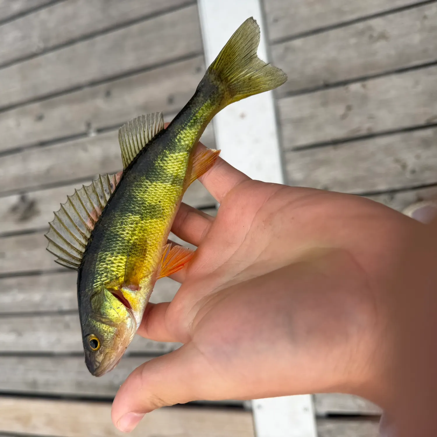Yellow perch caught on Fishbrain