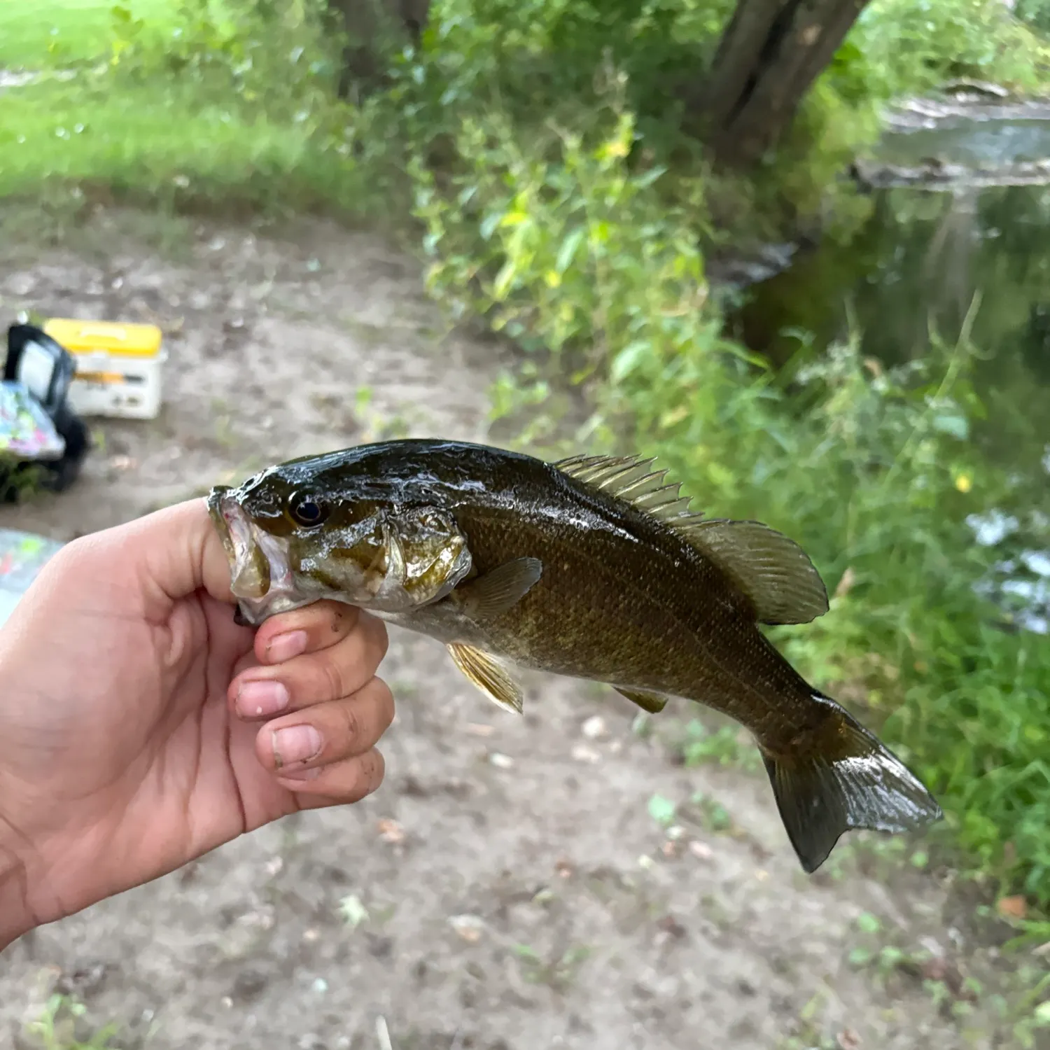 Smallmouth bass caught on Fishbrain