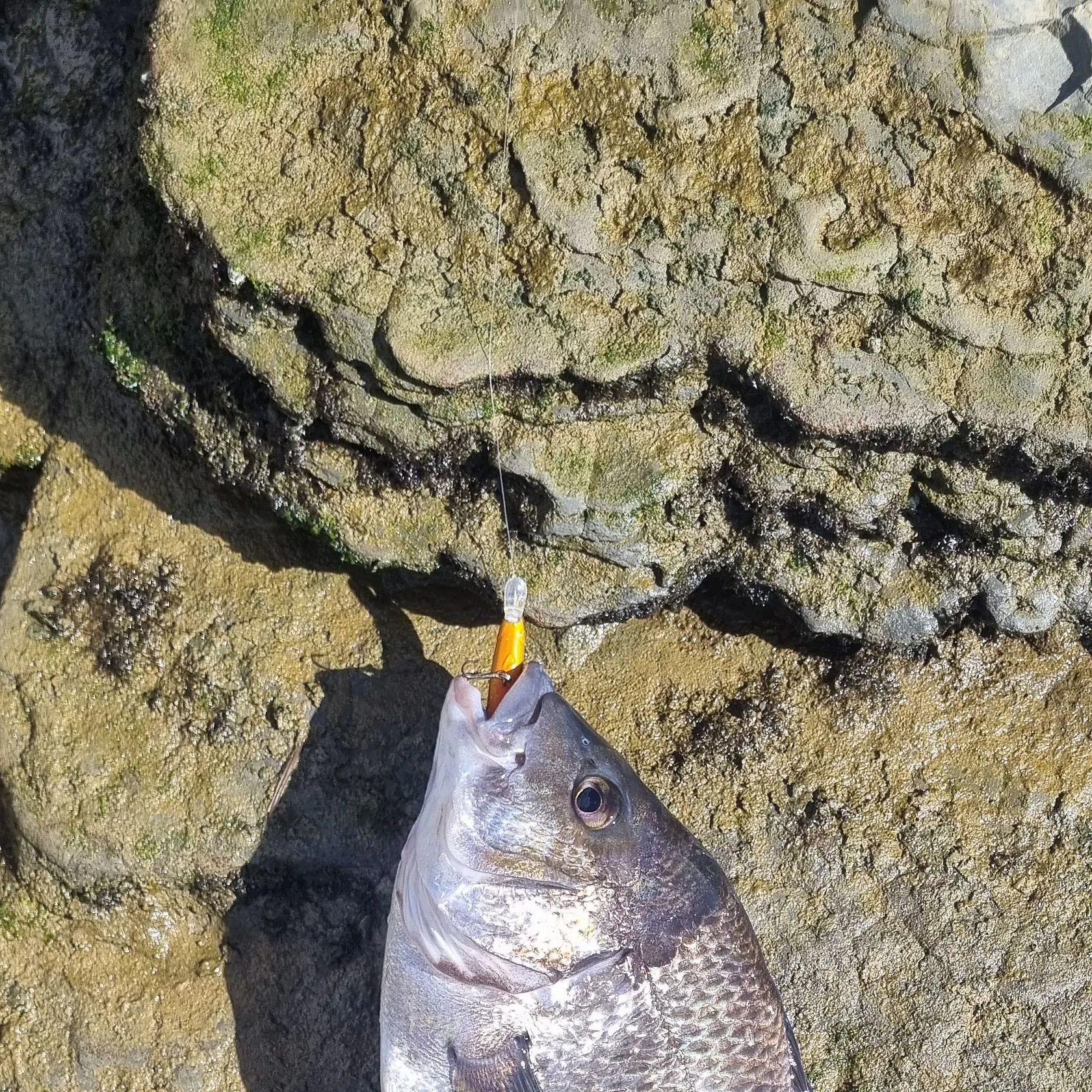 The most recent Southern black bream catches on Fishbrain