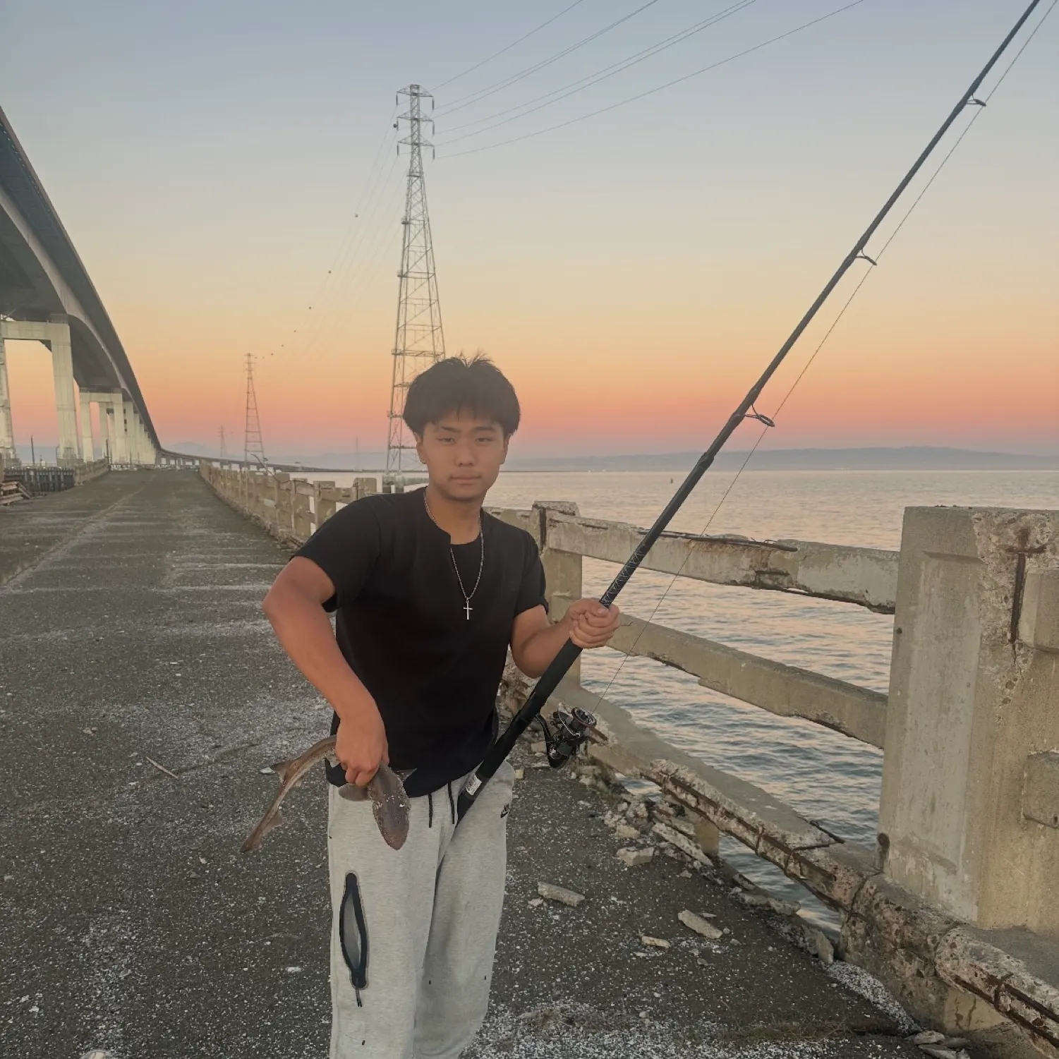 The most recent Tope shark catches on Fishbrain