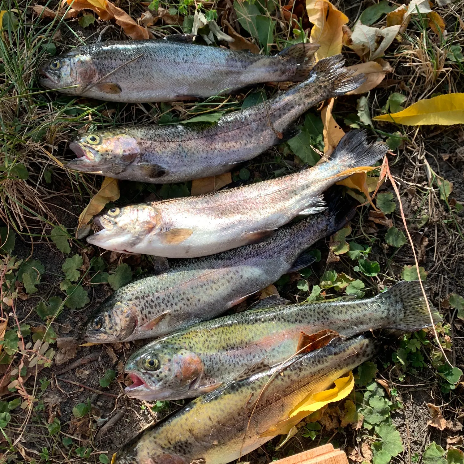 recently logged catches